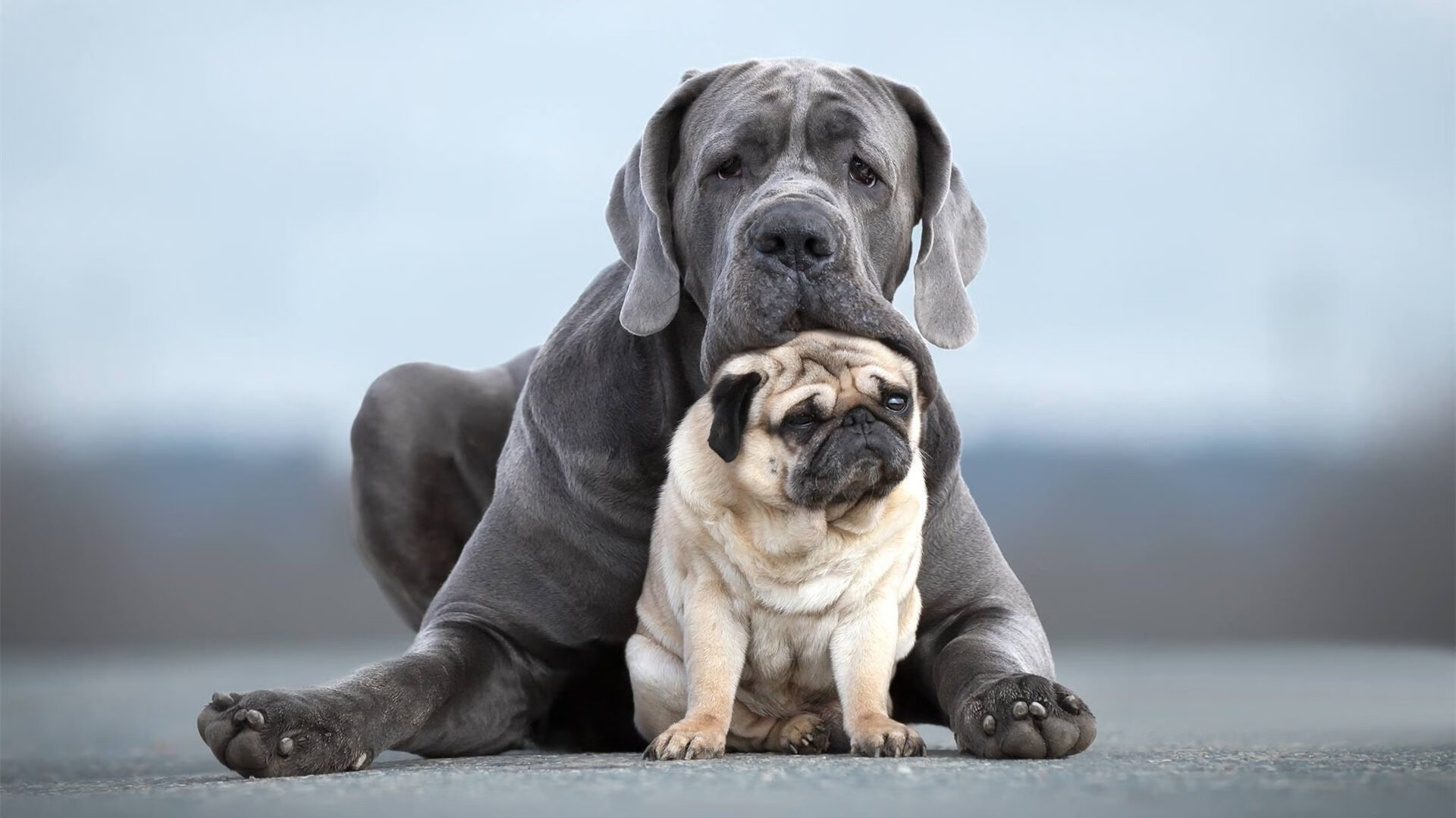 合奏交响,戴维斯杯如何以集体荣耀让温网的优雅独奏黯然失色