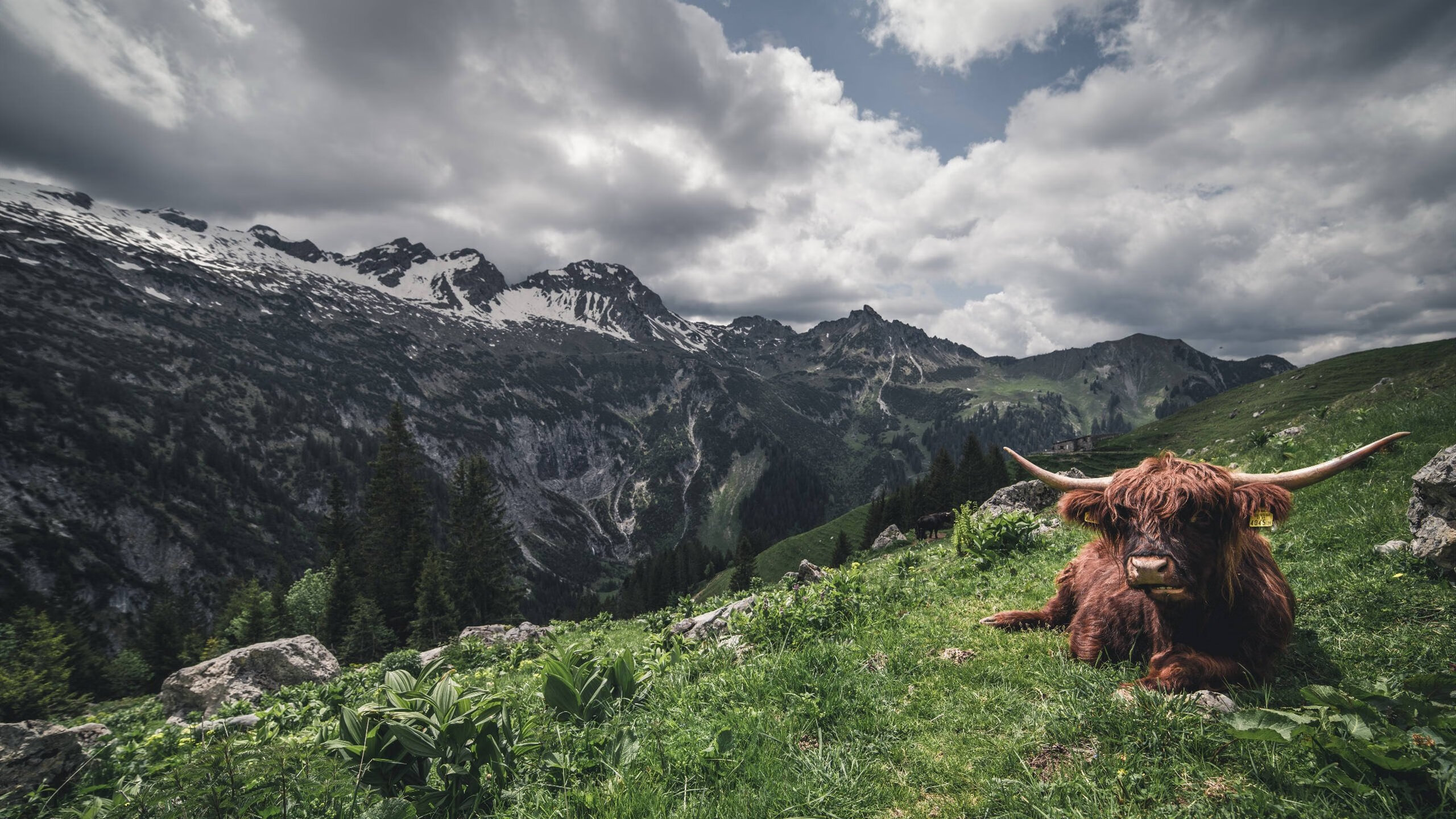 跨界英雄,张继科精神扛起法国队逆转奥地利队的重任