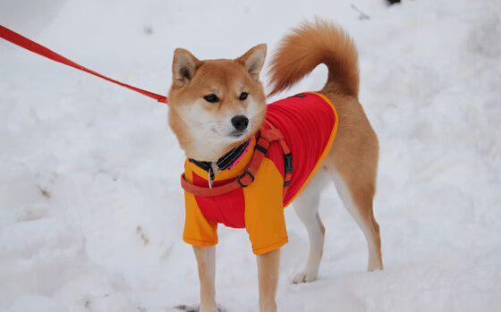 竞技风暴,开拓者主场扼杀湖人,亚平宁半岛见证西亚卡姆战神降临
