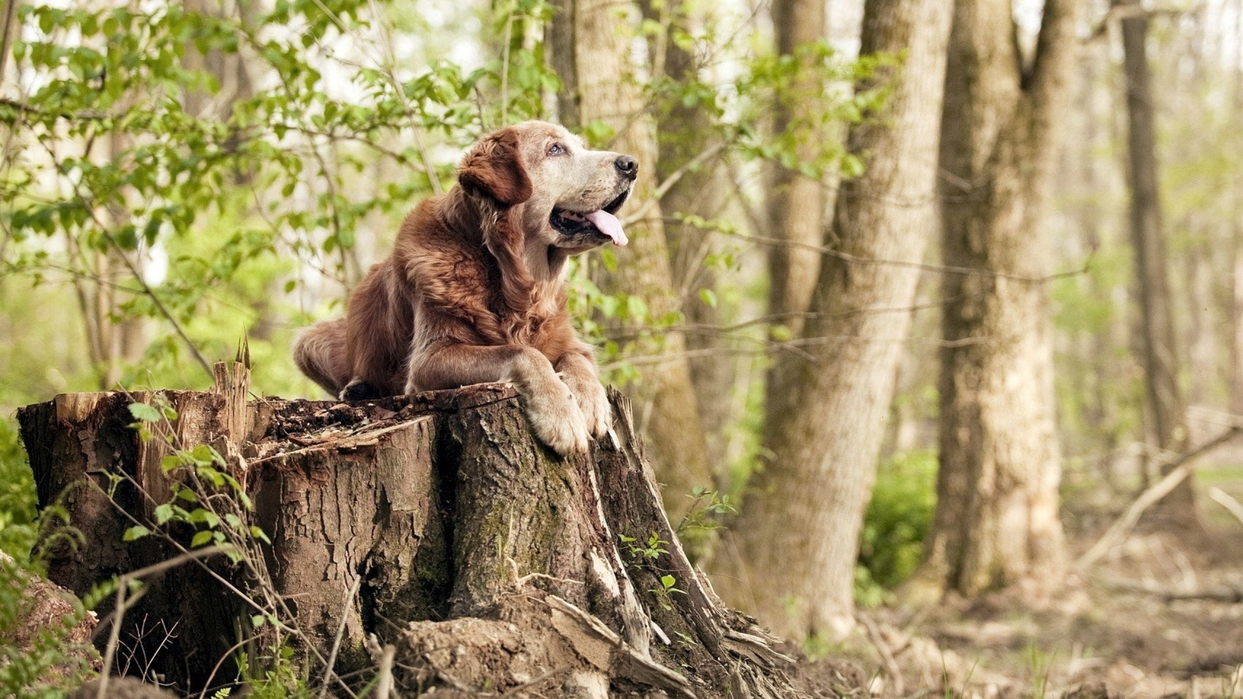 硬仗封王！德罗赞决胜时刻一箭穿心，山西主场终结篮网七连胜