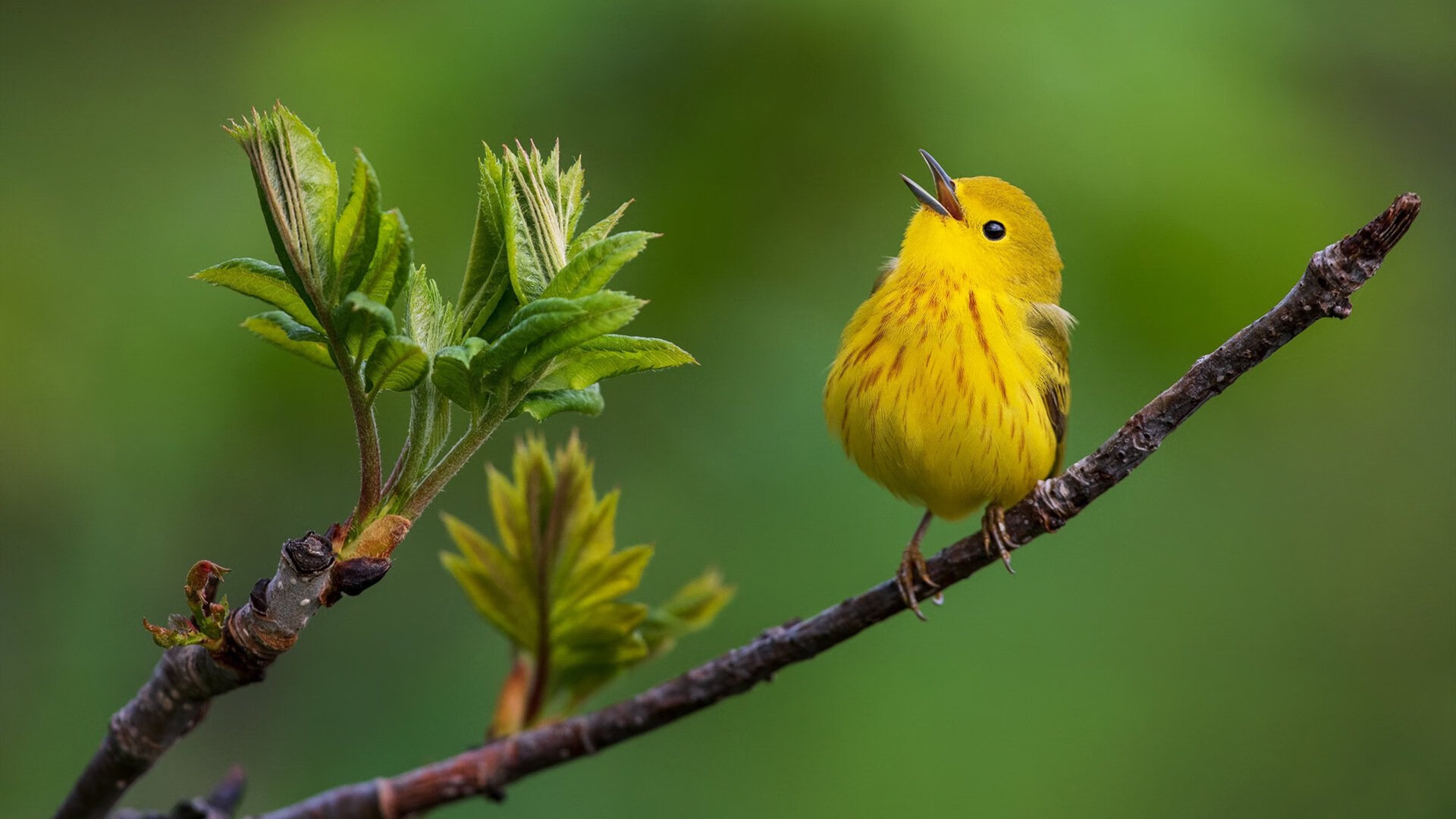 爱德华兹，第二心脏—当维修站成为年度争冠的终极赛道