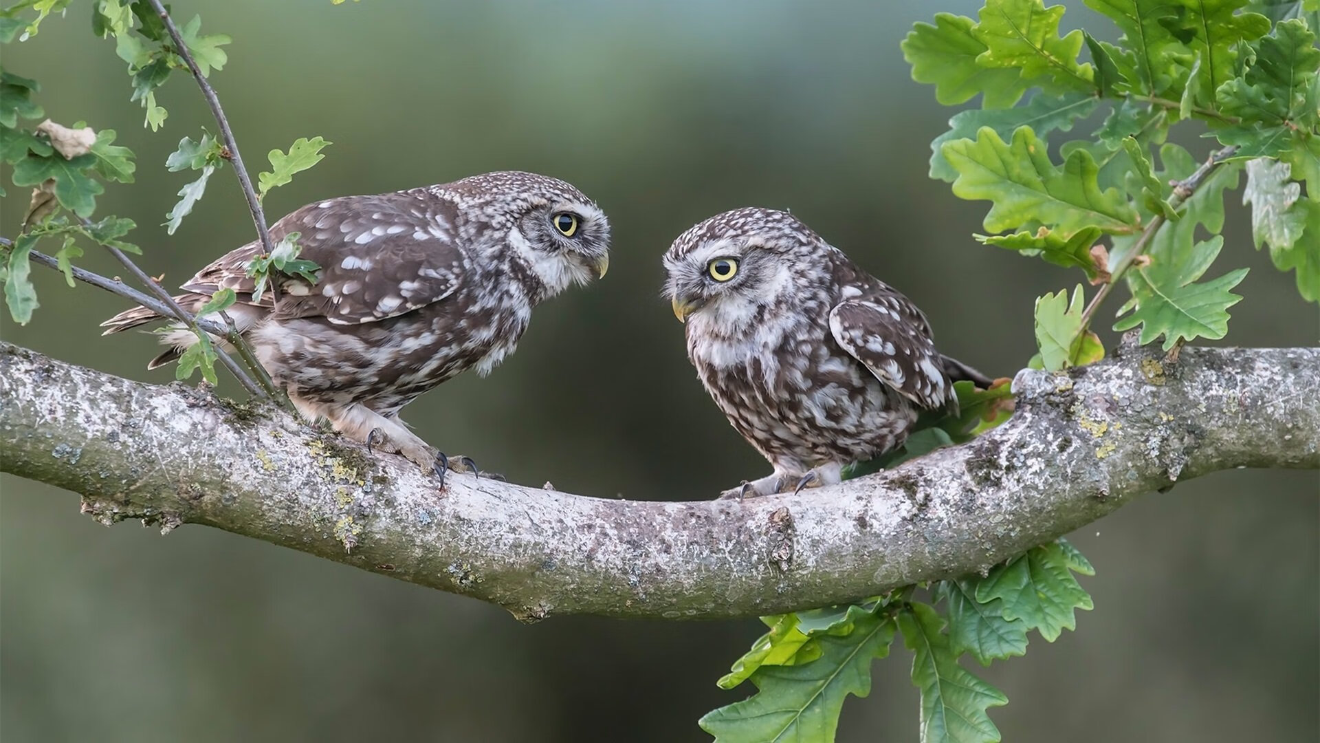 最强老将撕裂雨夜!吉林绝地逢生死战,詹姆斯末节15分封神