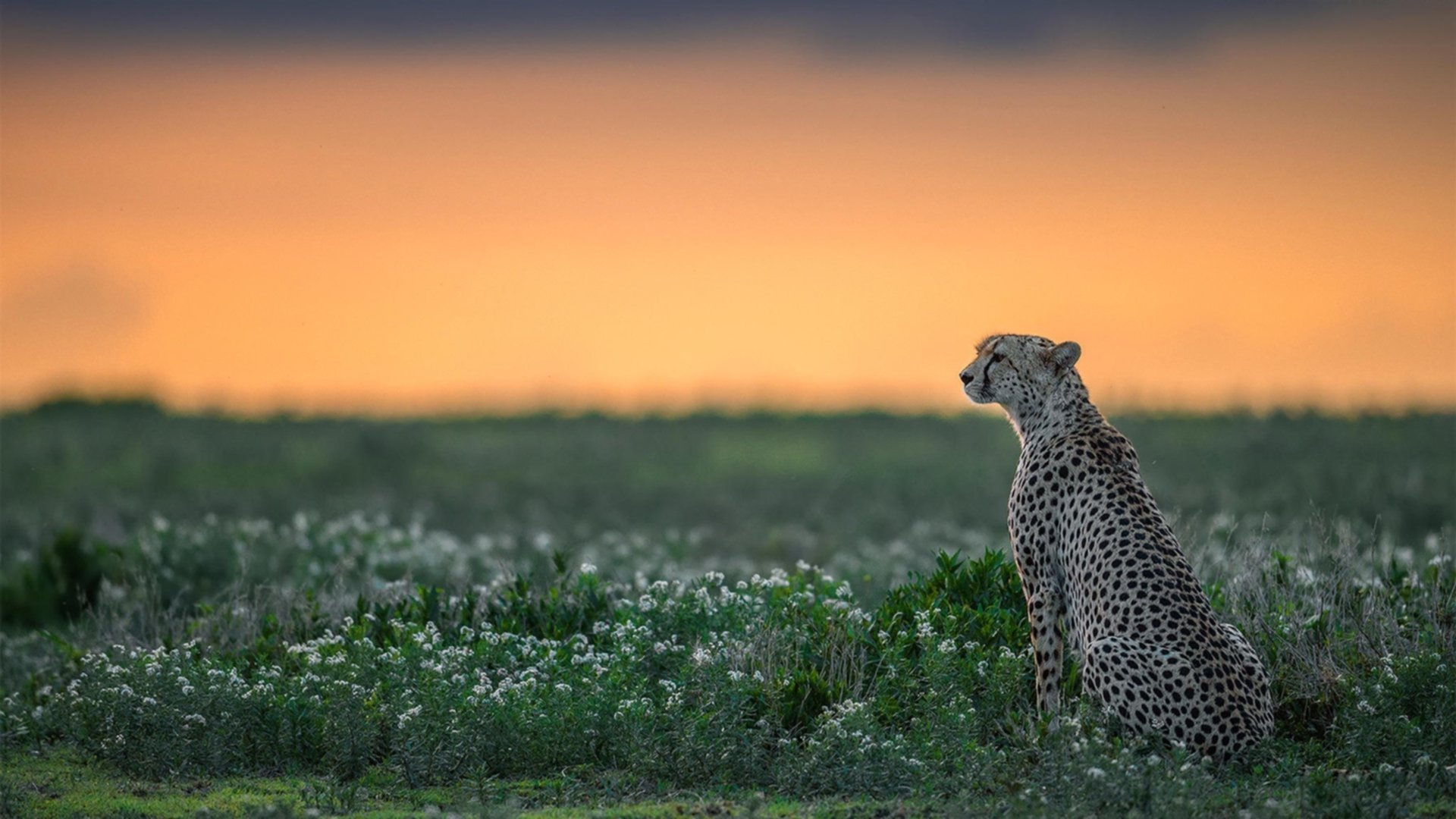 悬念与终结,当欧冠战至窒息,掘金已提前亮剑