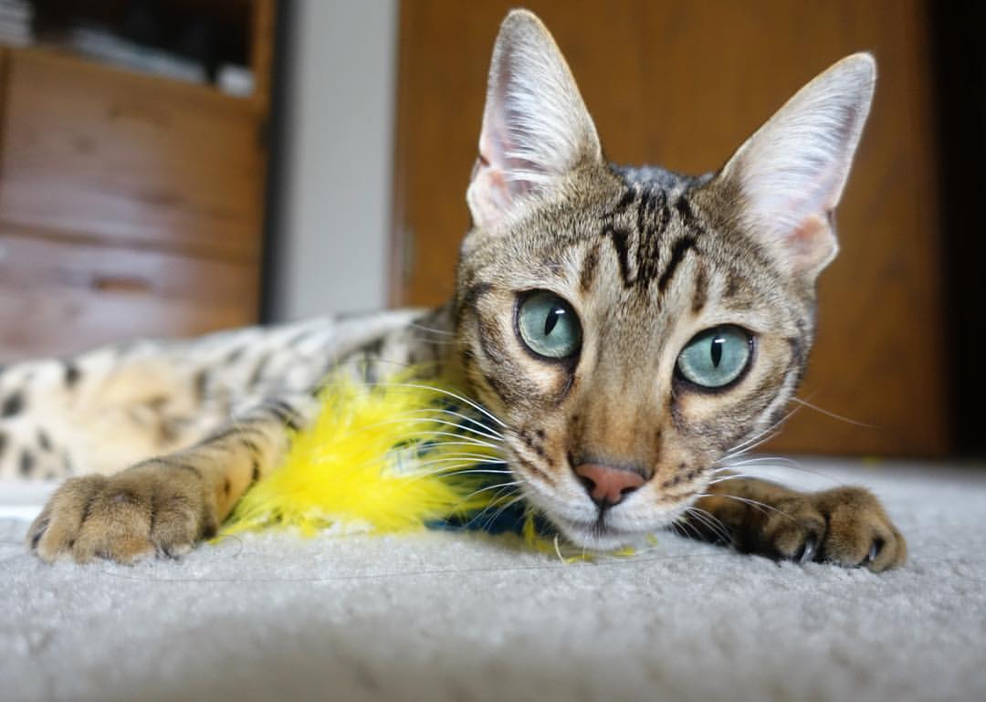 钢铁与雪，东北德比的生死逆转之夜