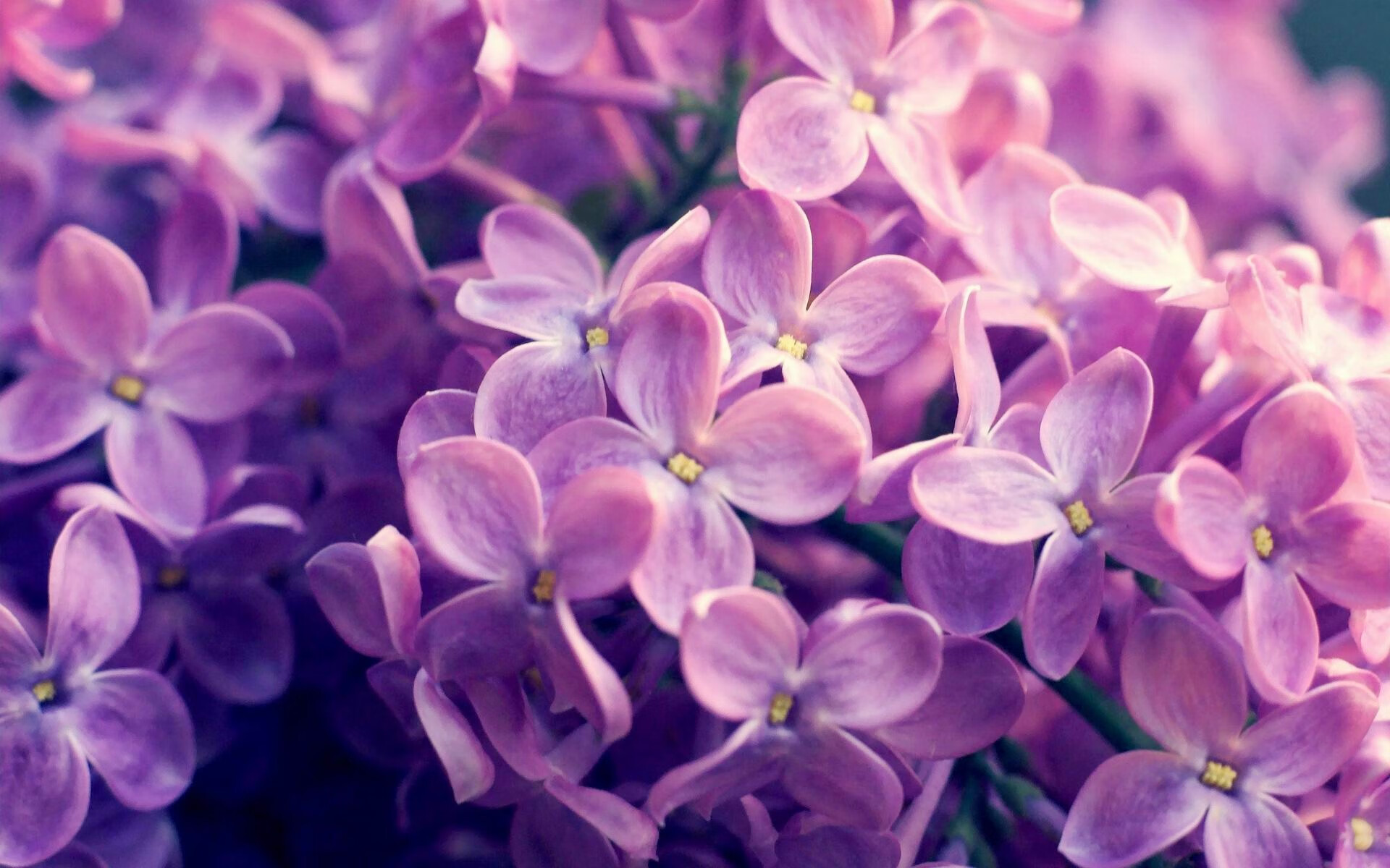 奥运神杖在手，福克斯于关键战之夜操控赛场命运