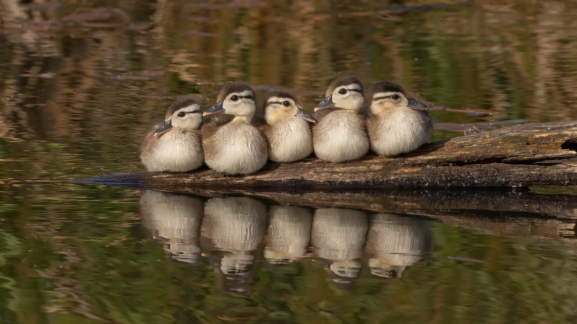 孤勇者与后浪,当班凯罗独舞诺坎普,布伦森以旧时代的枪挑落掘金巨舰
