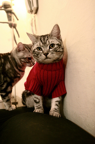 硬木地板上的月亮,武切维奇改写命运的一夜