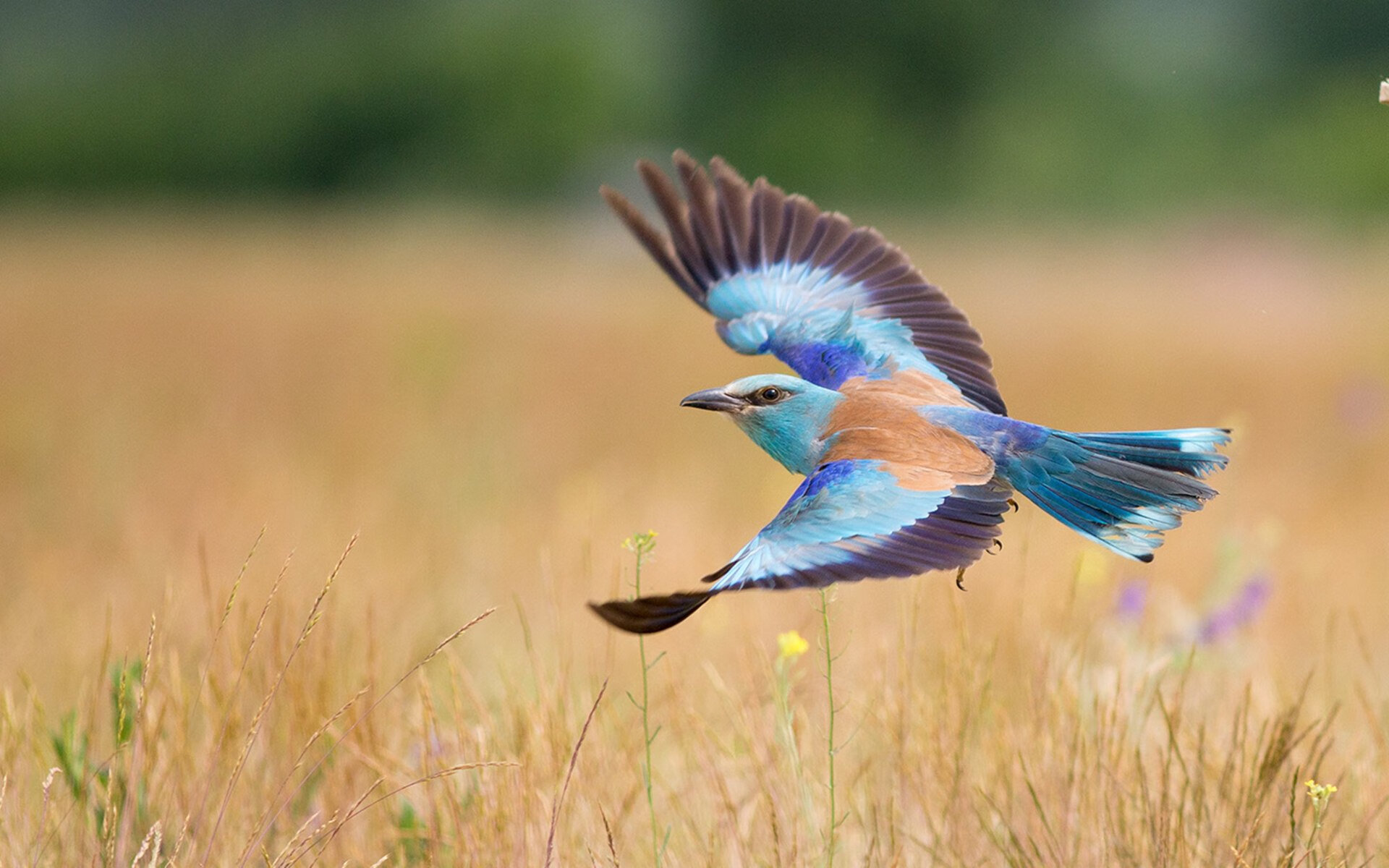 降维打击！广东队F1赛车手字母哥，48小时内制霸湖人接管年度争冠